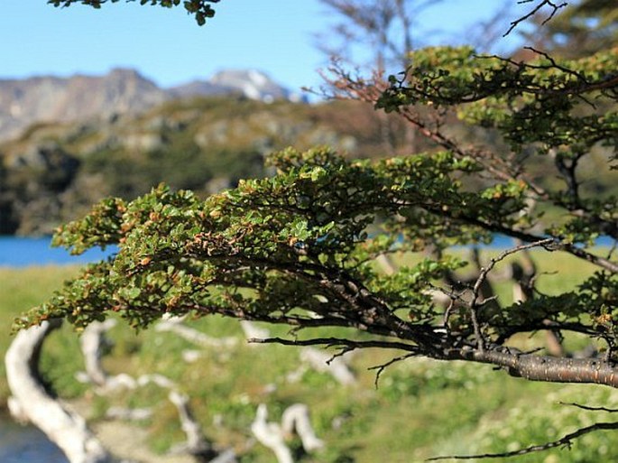 Nothofagus pumilio