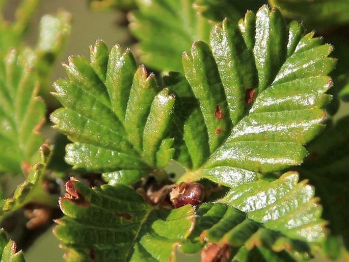 Nothofagus pumilio