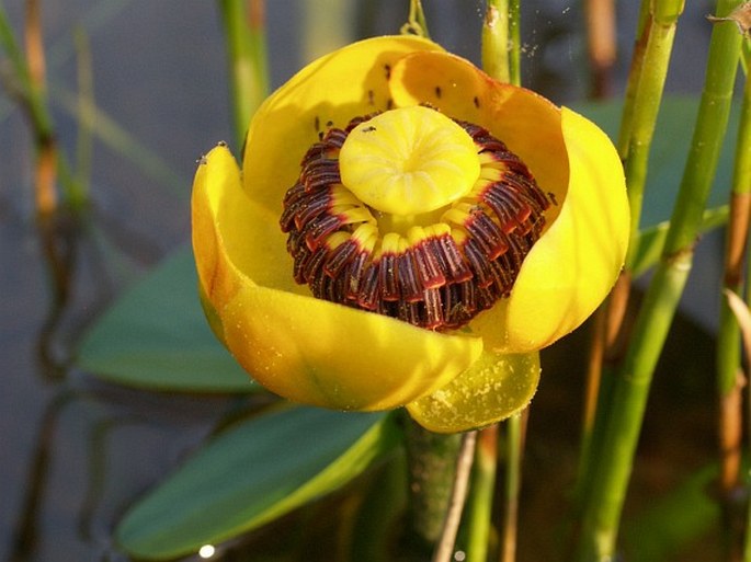 NUPHAR POLYSEPALA Engelm. - stulík / leknica