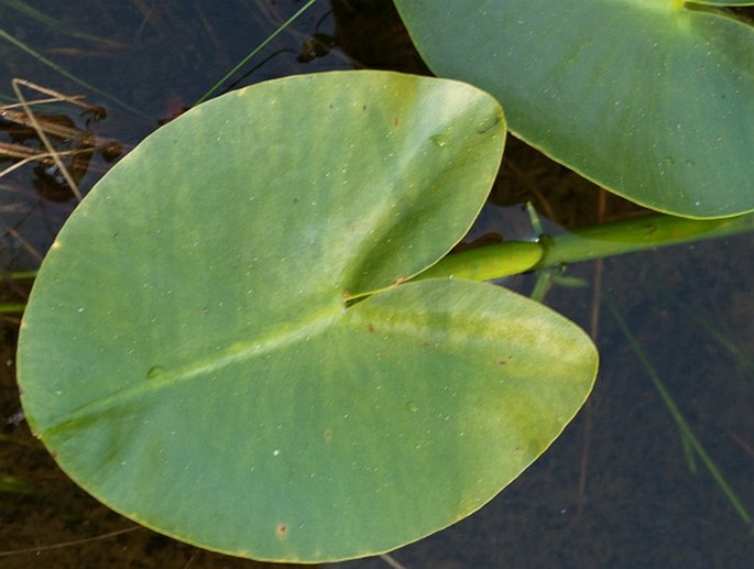 Nuphar polysepala