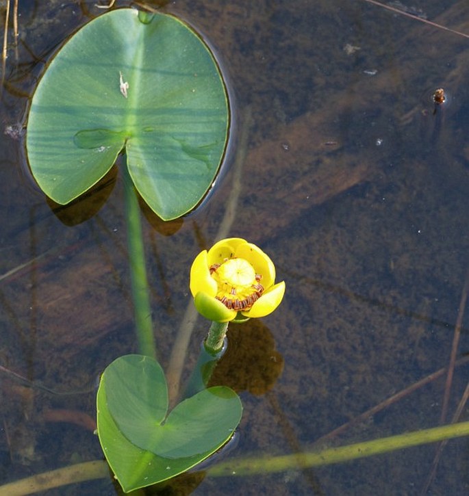 Nuphar polysepala