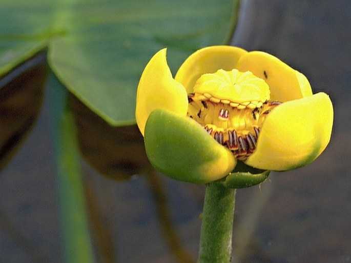 Nuphar polysepala