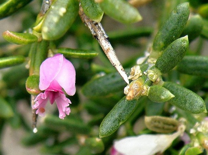 Muraltia spinosa