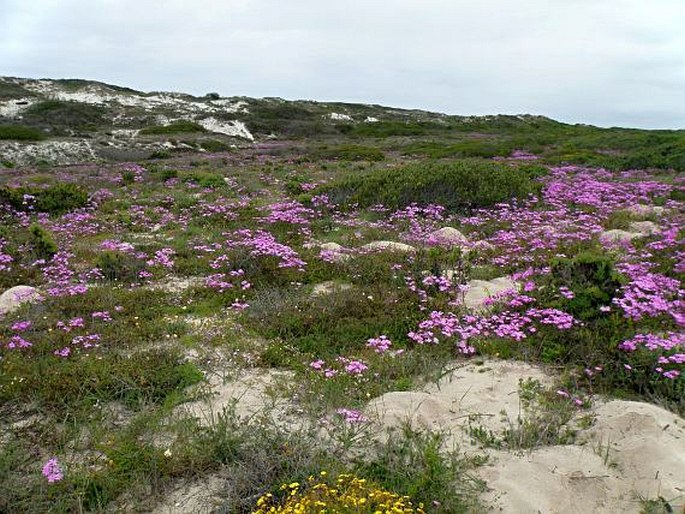 Nylandtia spinosa