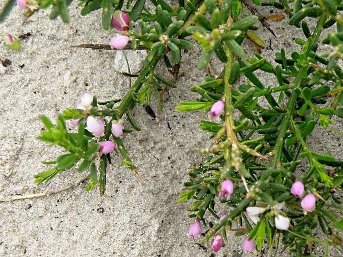 Muraltia spinosa