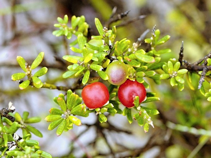 Muraltia spinosa