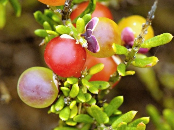 Muraltia spinosa