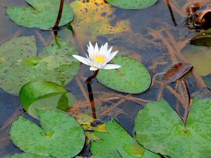 NYMPHAEA PULCHELLA DC. – leknín / lekno