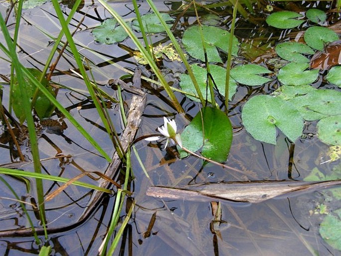 Nymphaea pulchella