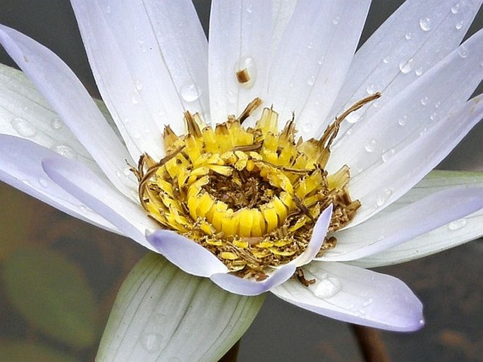 Nymphaea pulchella