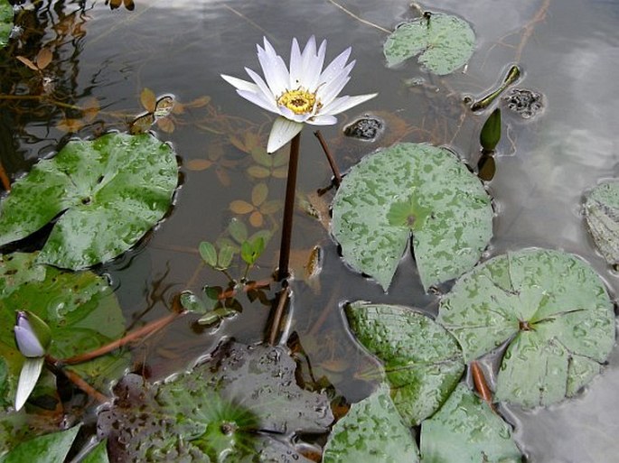 Nymphaea pulchella