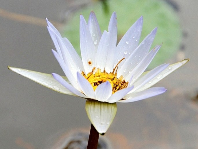 Nymphaea pulchella