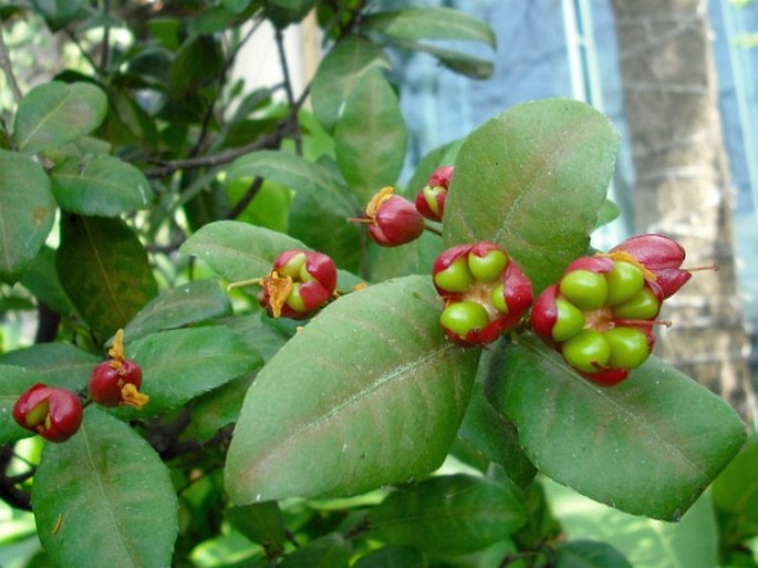 Ochna thomasiana