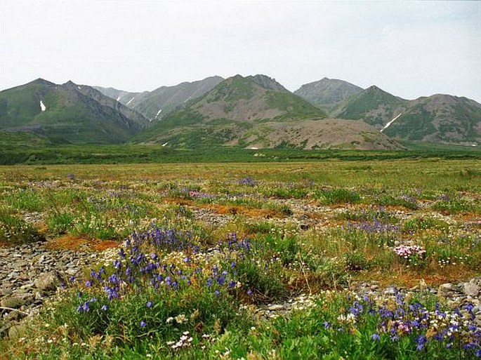 Ochotsko-kamčatská provincie