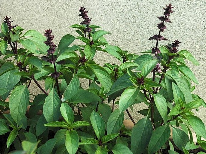 Ocimum basilicum