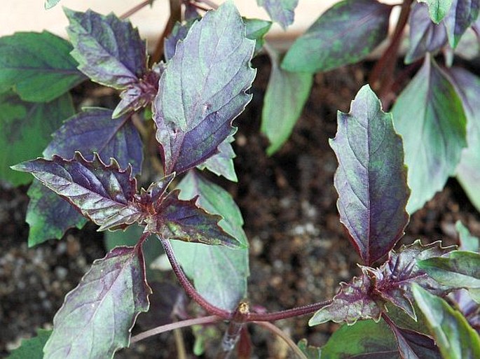 Ocimum basilicum