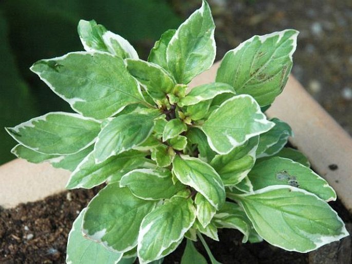 Ocimum basilicum