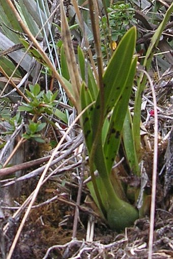 Cyrtochilum aureum