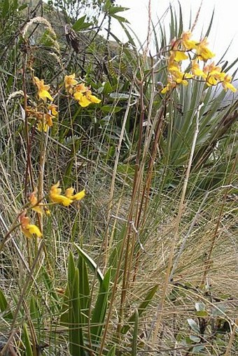 Cyrtochilum aureum