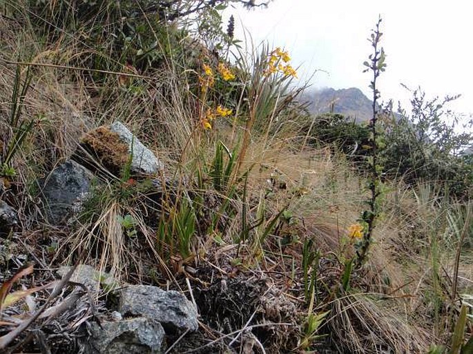 Cyrtochilum aureum