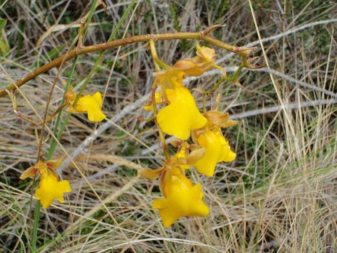 Cyrtochilum aureum