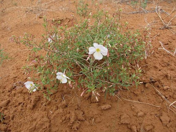 Oenothera pallida