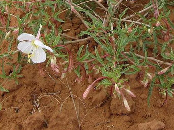 Oenothera pallida