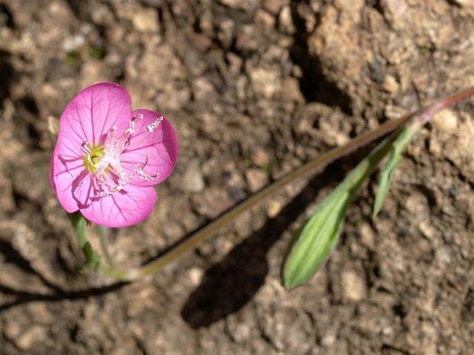 Oenothera rosea