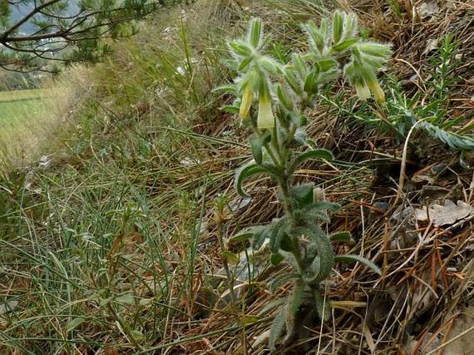 Onosma helvetica