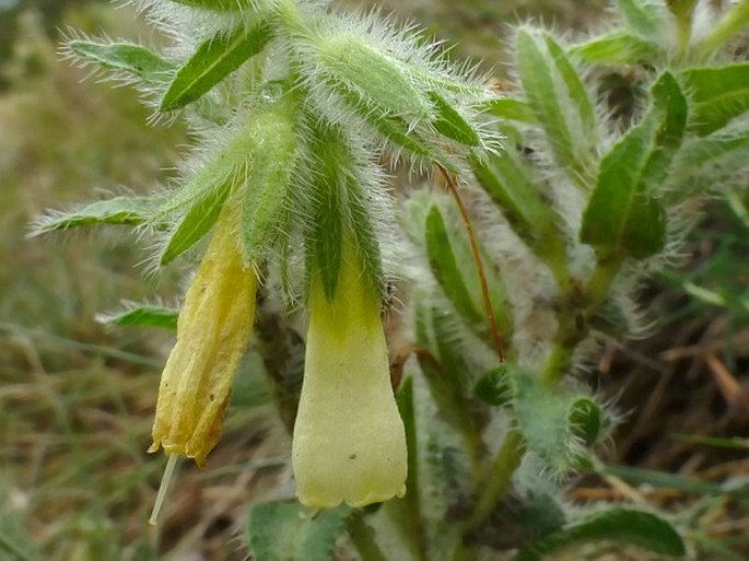 Onosma helvetica