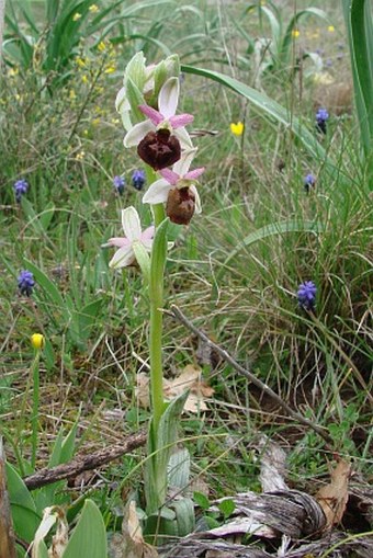 Ophrys jarae-zimmermannii