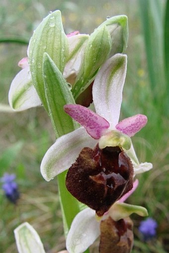 Ophrys jarae-zimmermannii