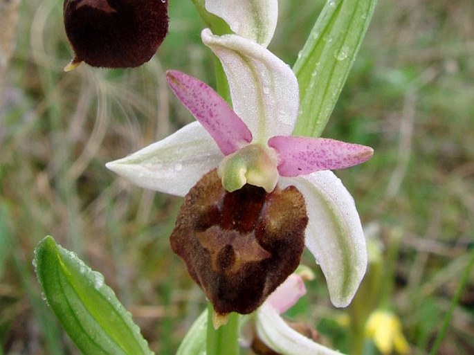 Ophrys jarae-zimmermannii