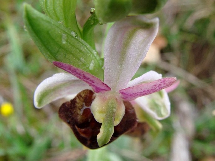 Ophrys jarae-zimmermannii