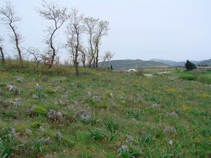 Ophrys jarae-zimmermannii