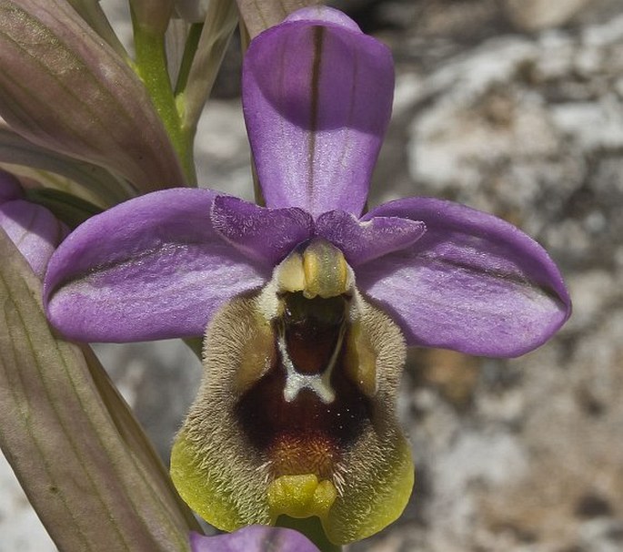 OPHRYS FICALHOANA (J. A. Guim.) Wucherpf. – tořič / hmyzovník