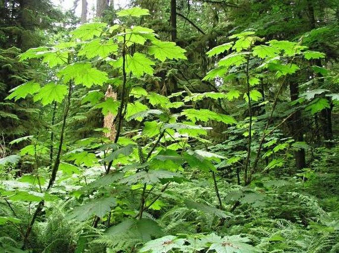 Oplopanax horridus