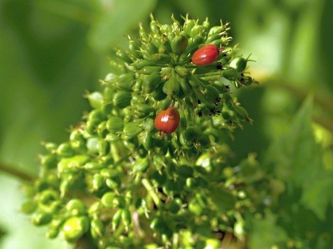 Oplopanax horridus