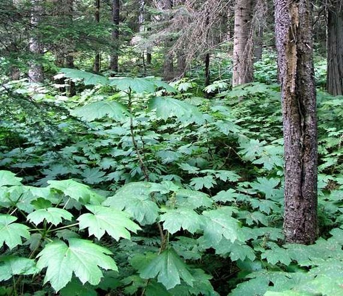 Oplopanax horridus