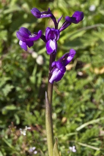 Anacamptis morio subsp. champagneuxii