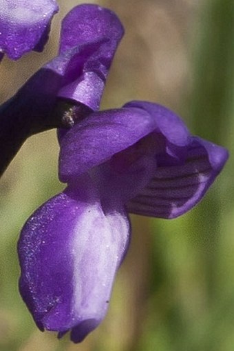 Anacamptis morio subsp. champagneuxii