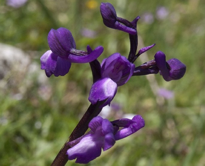 Anacamptis morio subsp. champagneuxii