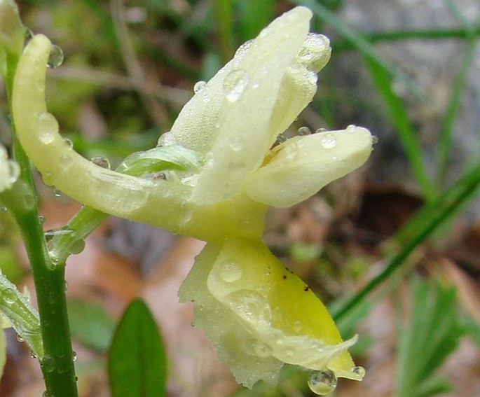 Orchis pauciflora