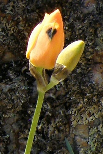 Ornithogalum maculatum