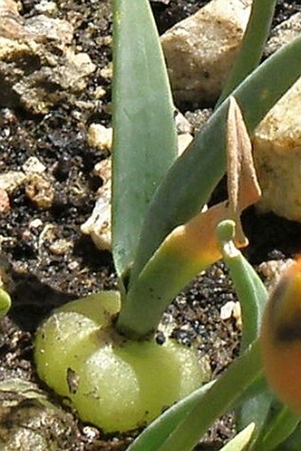 Ornithogalum maculatum