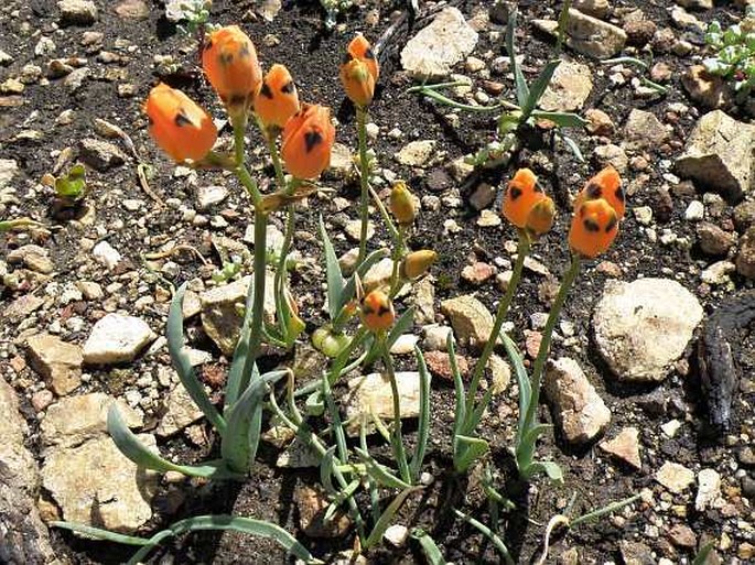 Ornithogalum maculatum