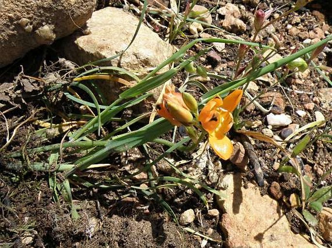 Ornithogalum maculatum