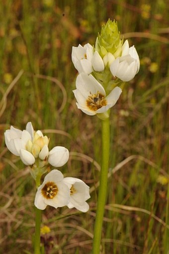 Ornithogalum thyrsoides