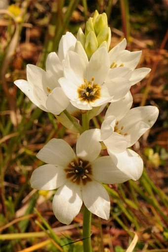 Ornithogalum thyrsoides