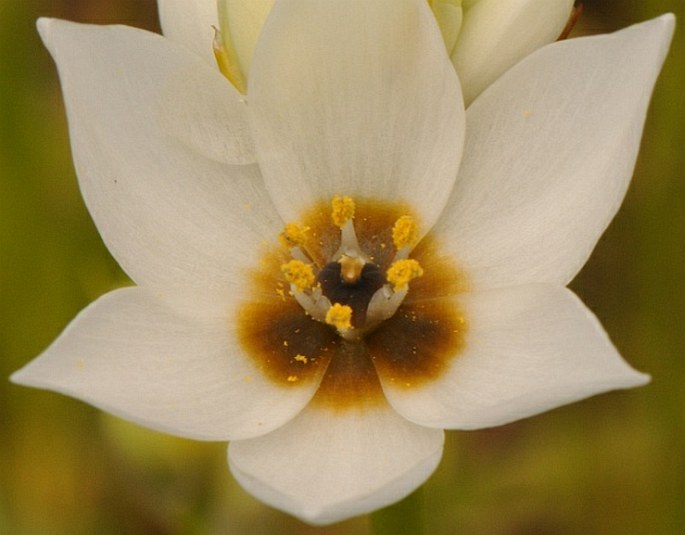 Ornithogalum thyrsoides